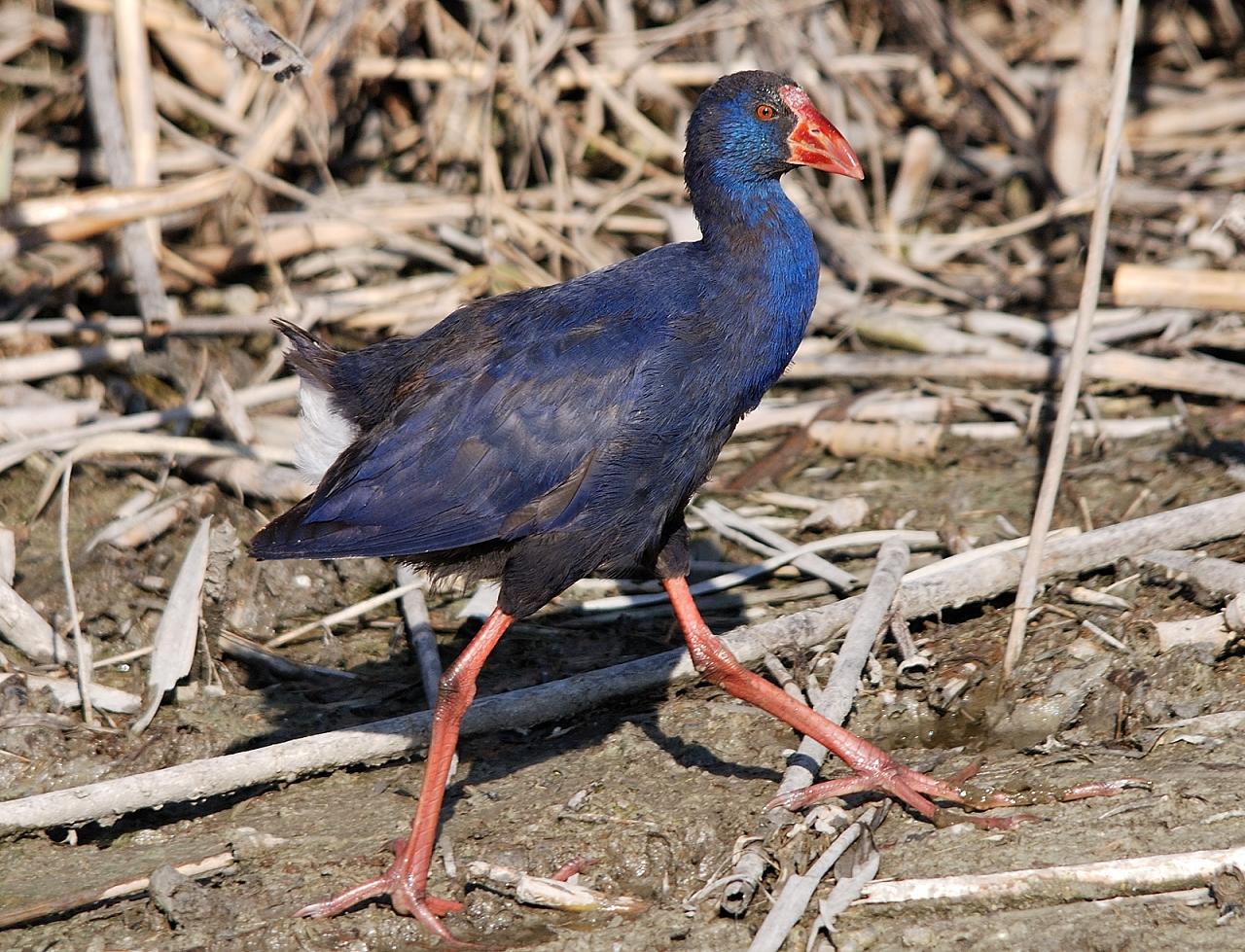 Polllo Sultano